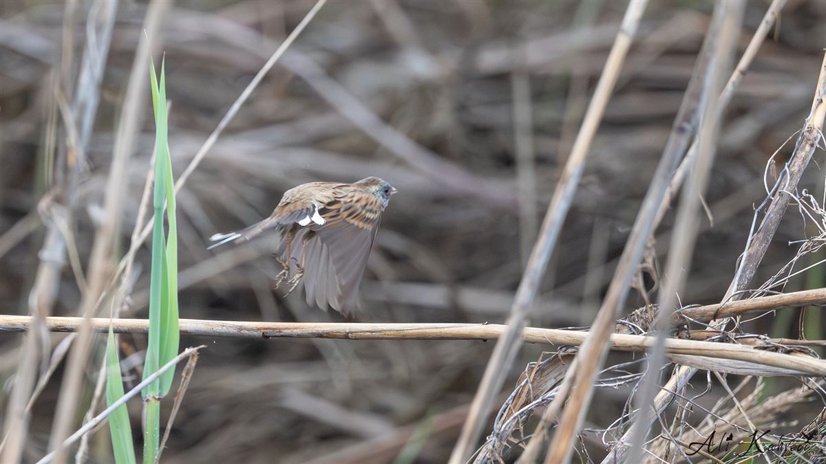 Black-faced Bunting