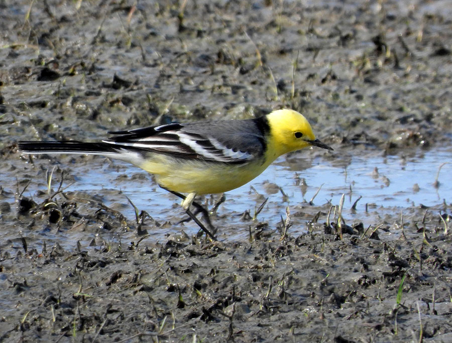 Citrine Wagtail