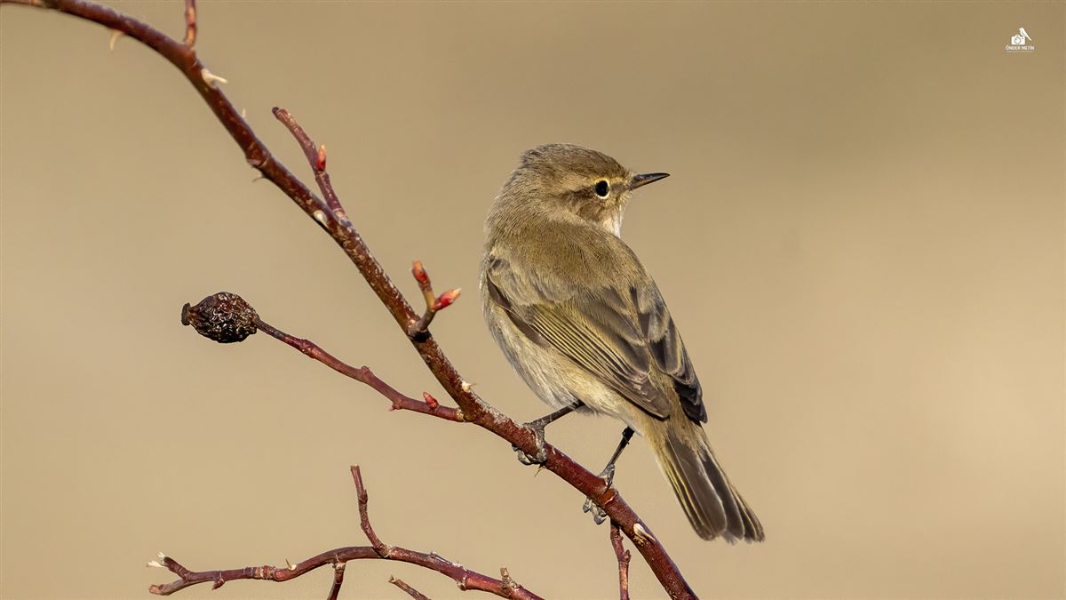 Common Chiffchaff