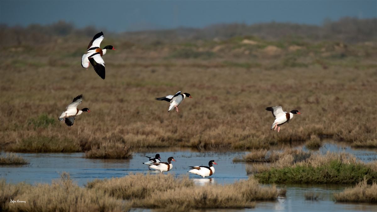 Common Shelduck