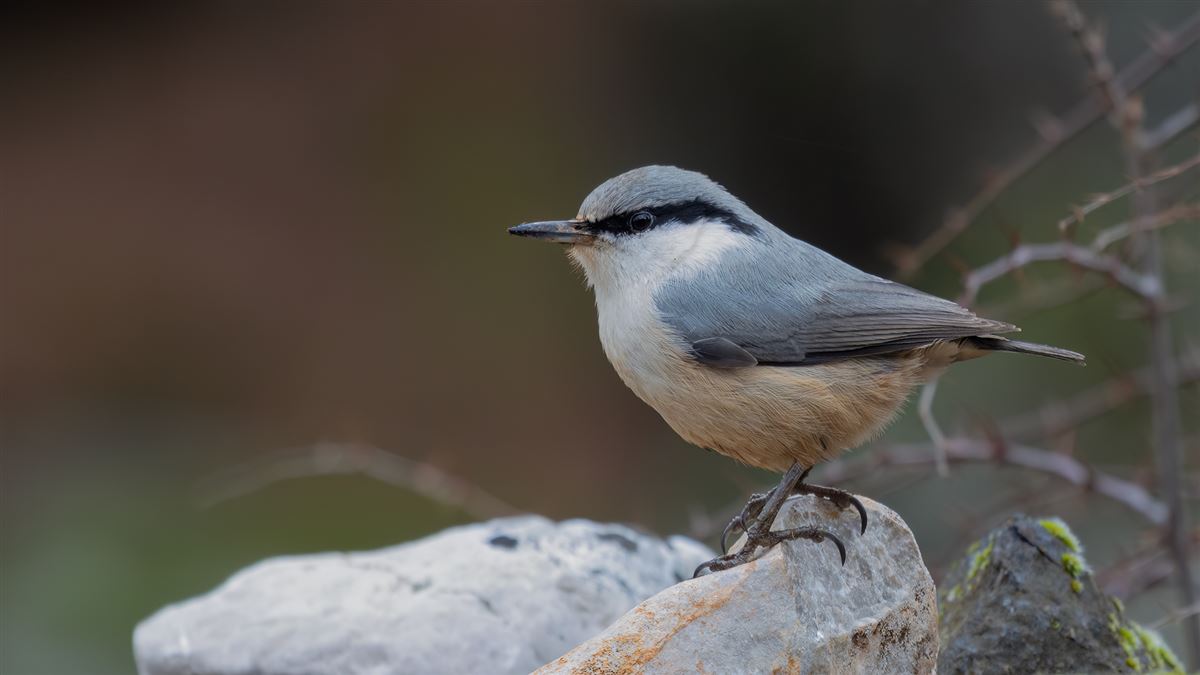 Western Rock Nuthatch