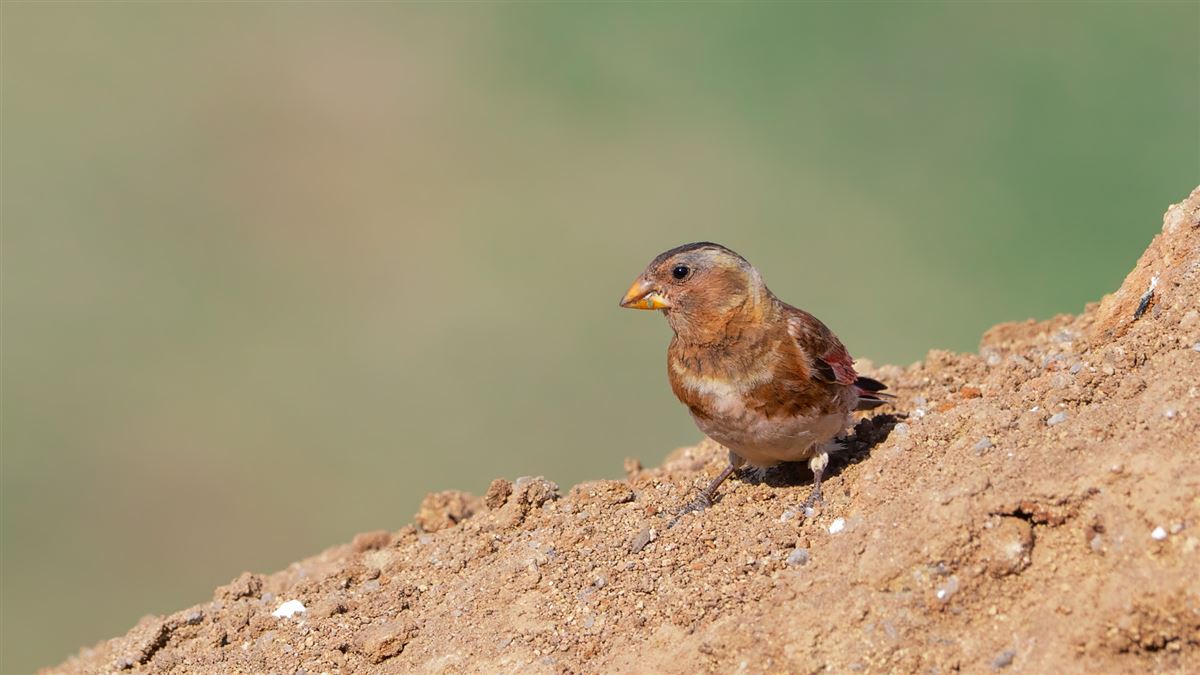 Crimson-winged Finch