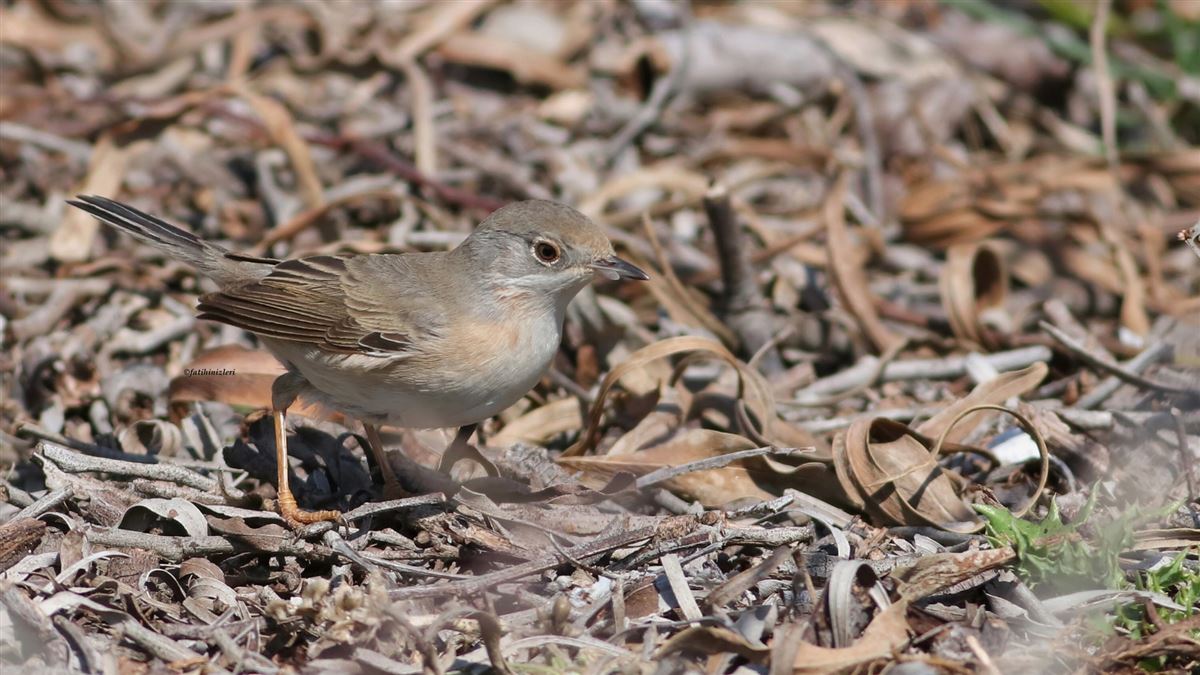 Subalpine Warbler