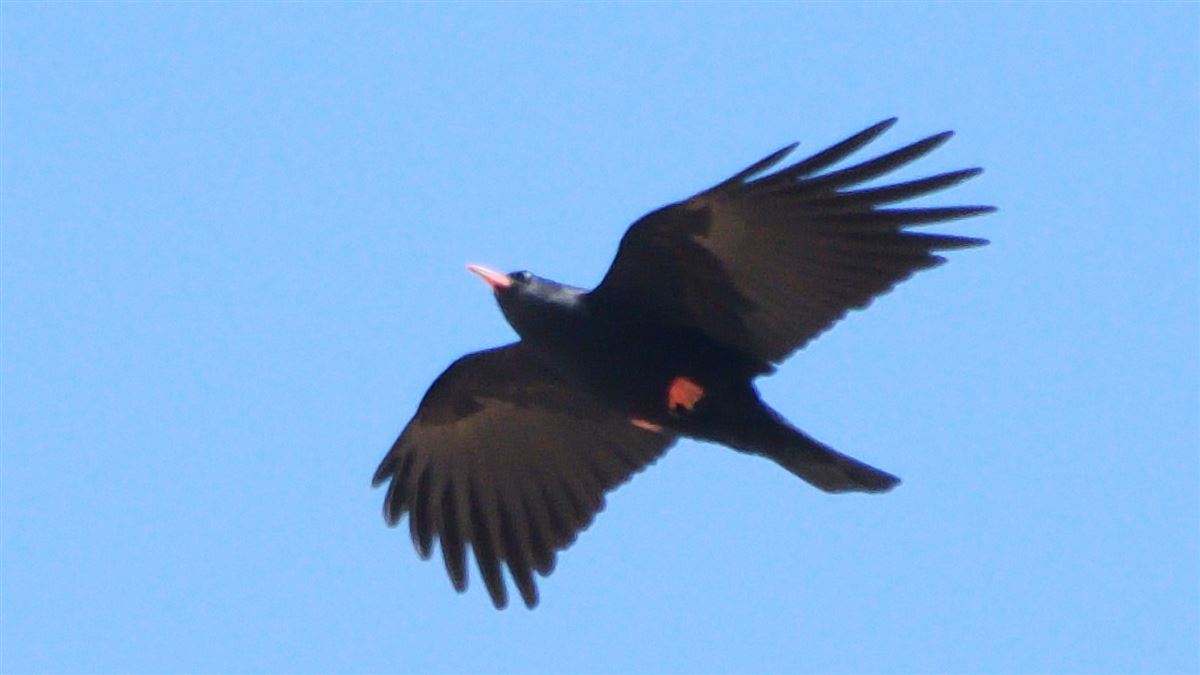 Red-billed Chough