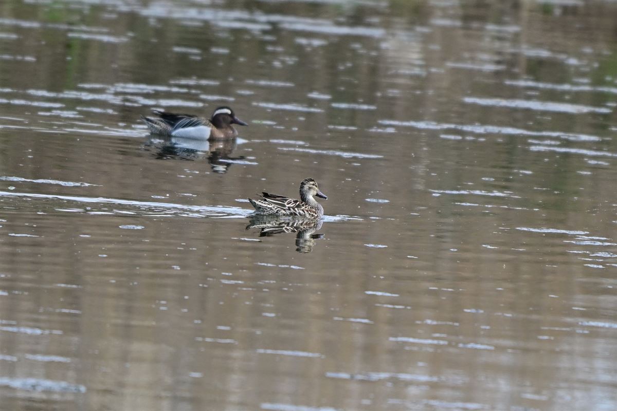 Garganey