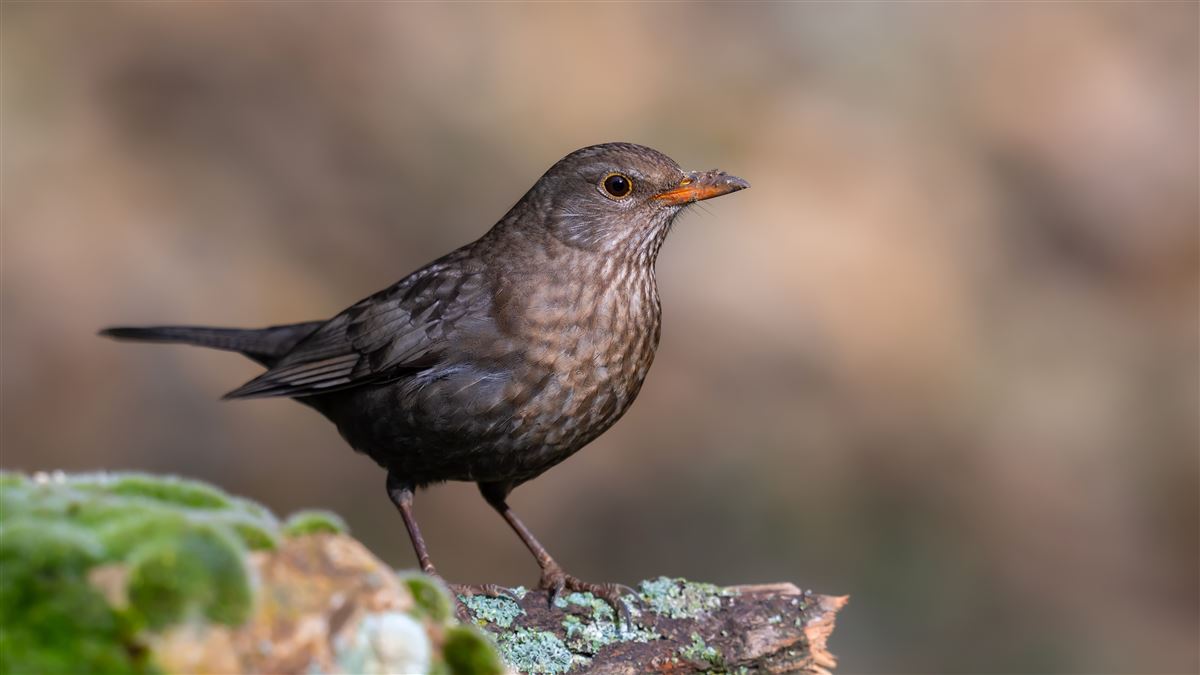 Common Blackbird