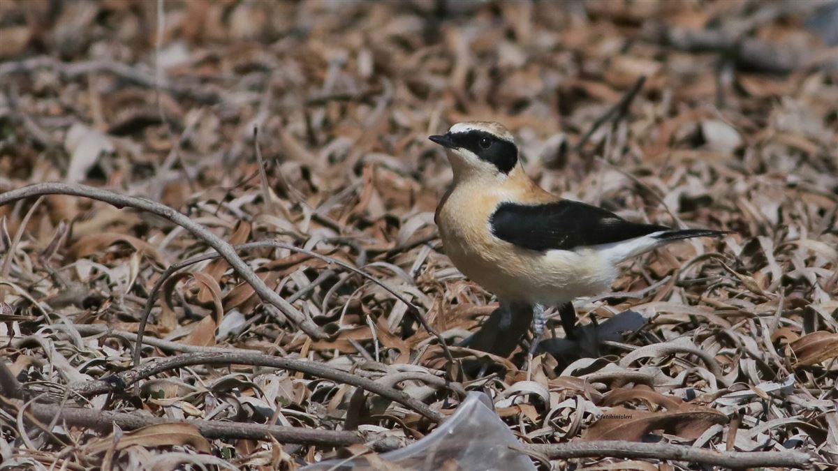 Black-eared Wheatear