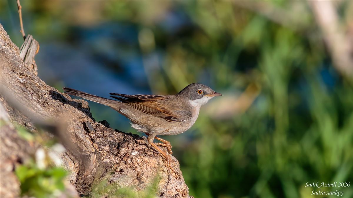 Common Whitethroat