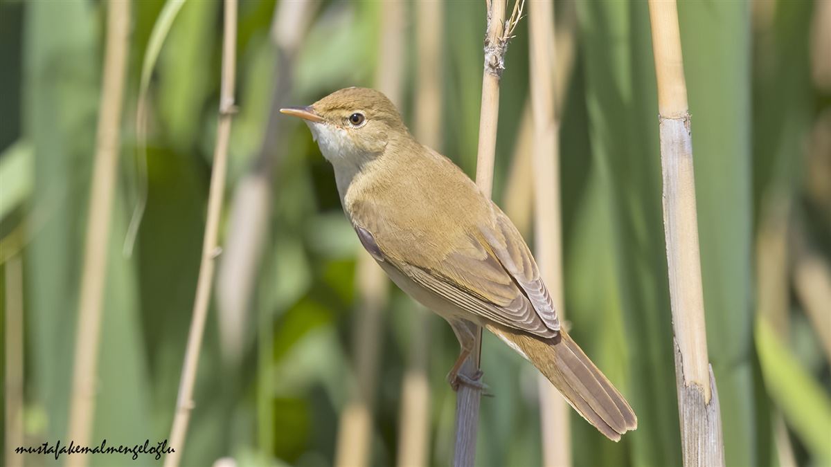 Common Reed Warbler