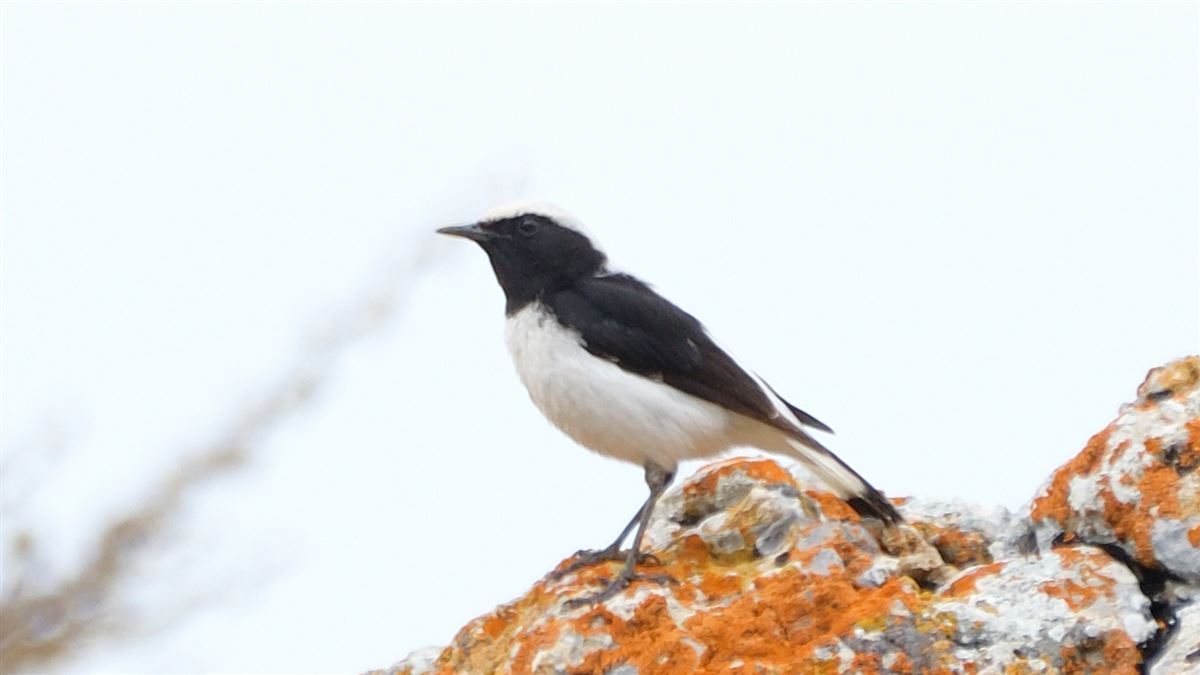 Finsch`s Wheatear