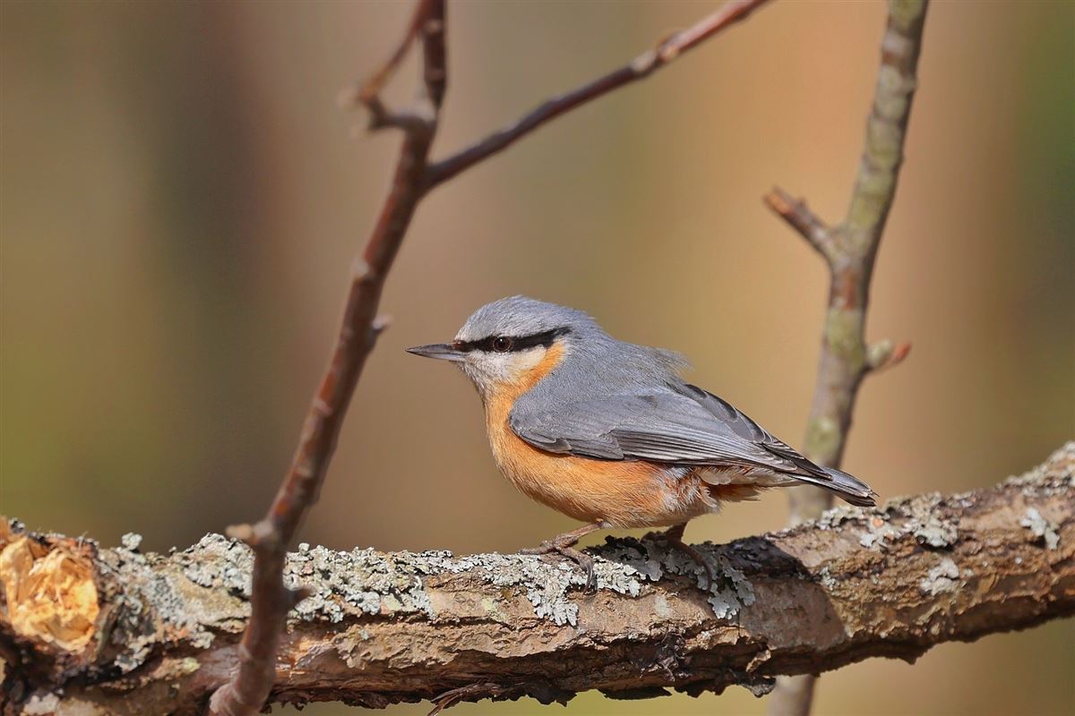 Eurasian Nuthatch