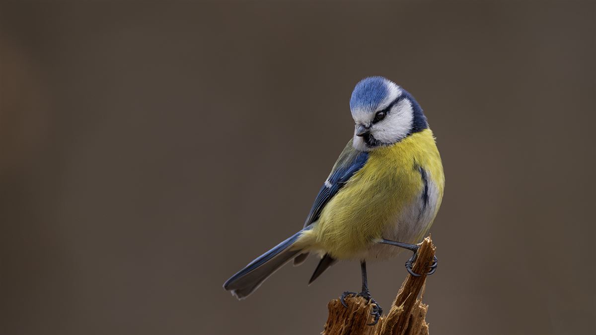 Eurasian Blue Tit