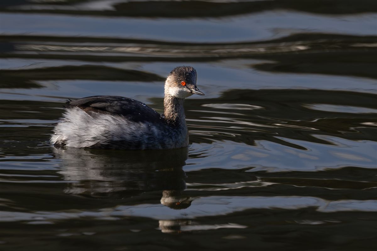 Black-necked Grebe
