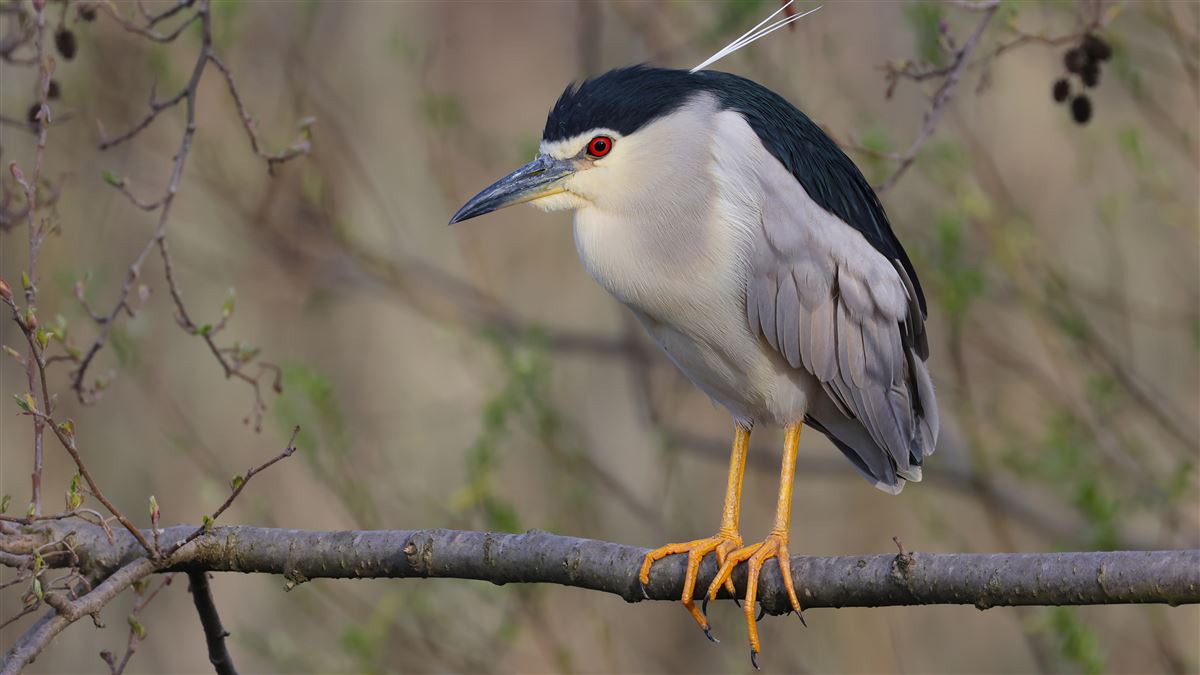 Black-crowned Night Heron