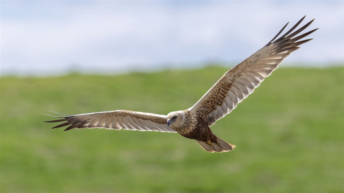 Western Marsh Harrier