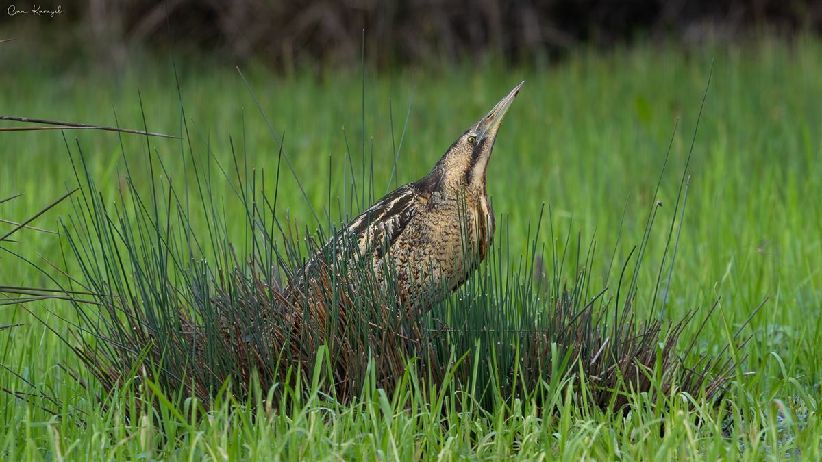 Eurasian Bittern
