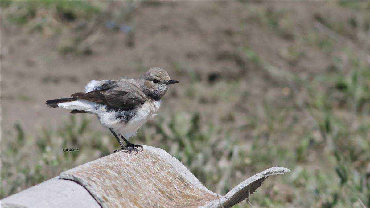 Finsch`s Wheatear