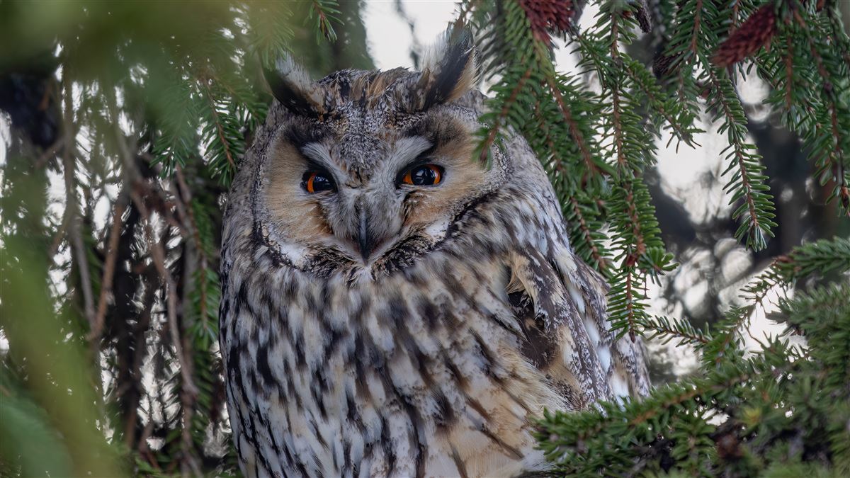 Long-eared Owl