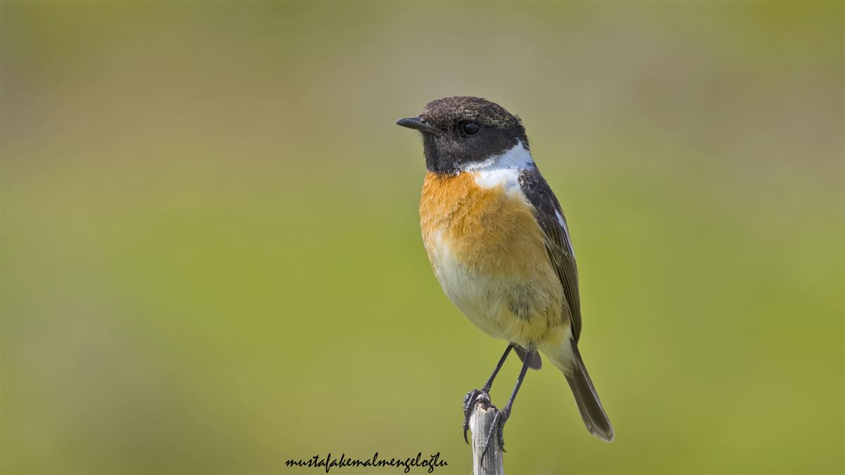 European Stonechat