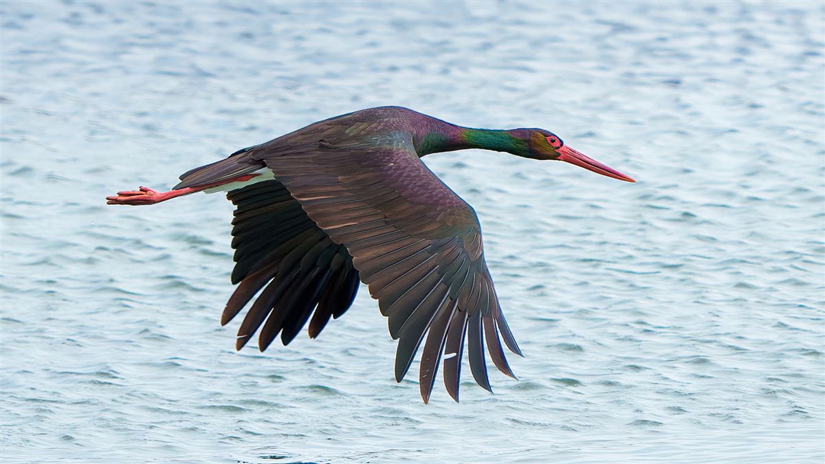 Black Stork