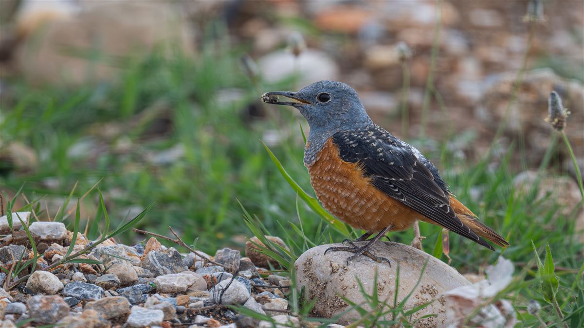 Common Rock Thrush