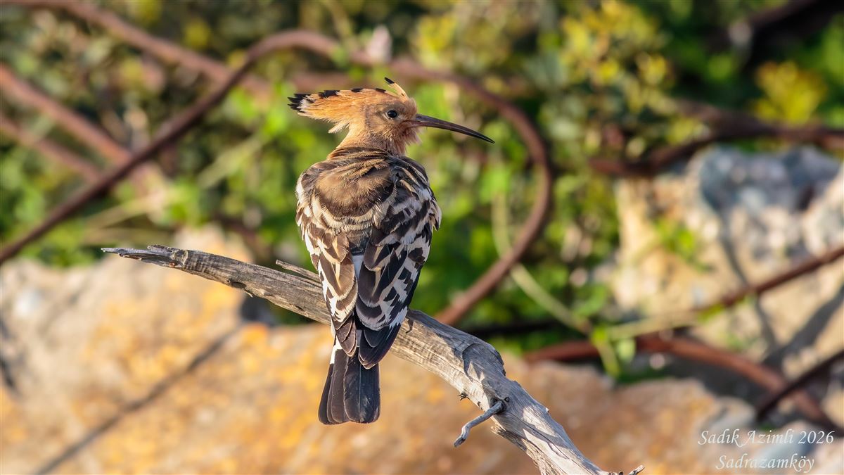 Common Hoopoe