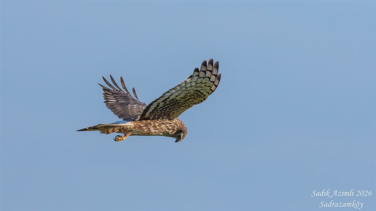 Hen Harrier