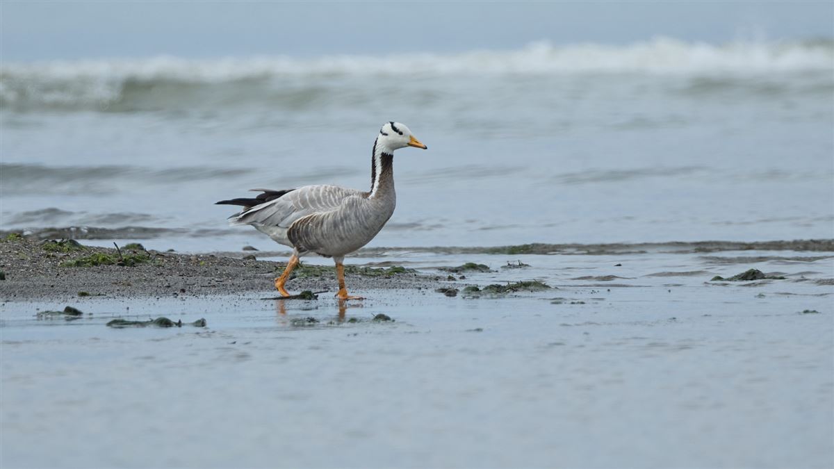 Bar-headed Goose