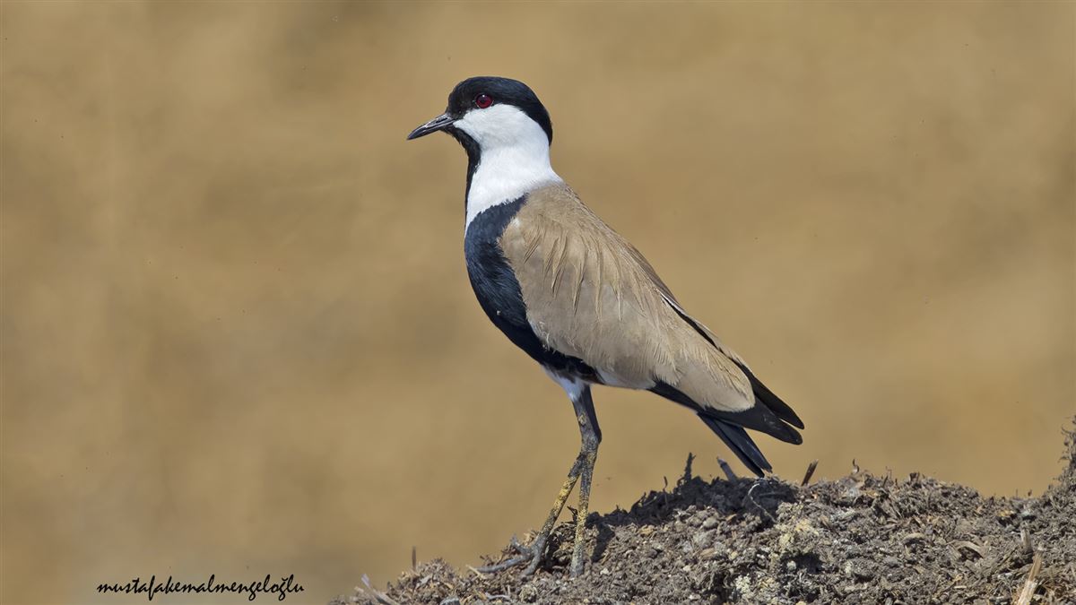 Spur-winged Lapwing