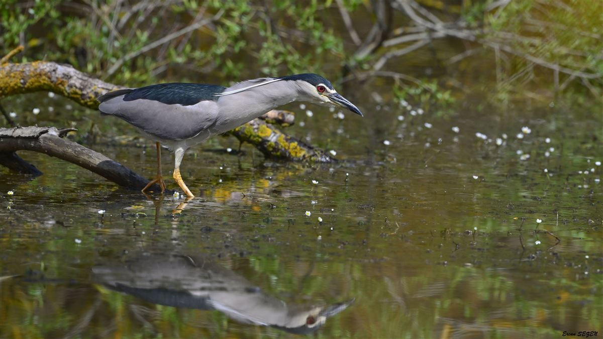 Black-crowned Night Heron