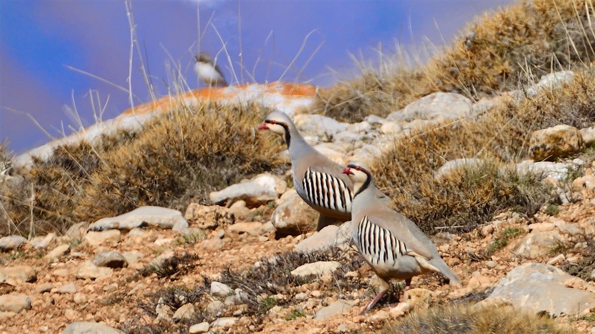 Chukar Partridge