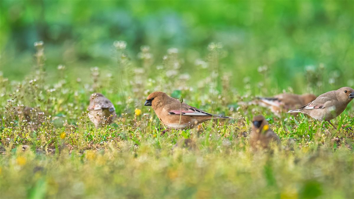 Desert Finch