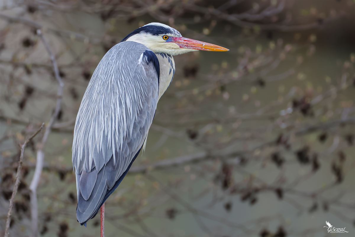 Grey Heron