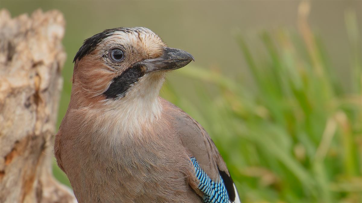 Eurasian Jay