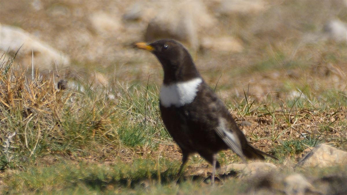 Ring Ouzel