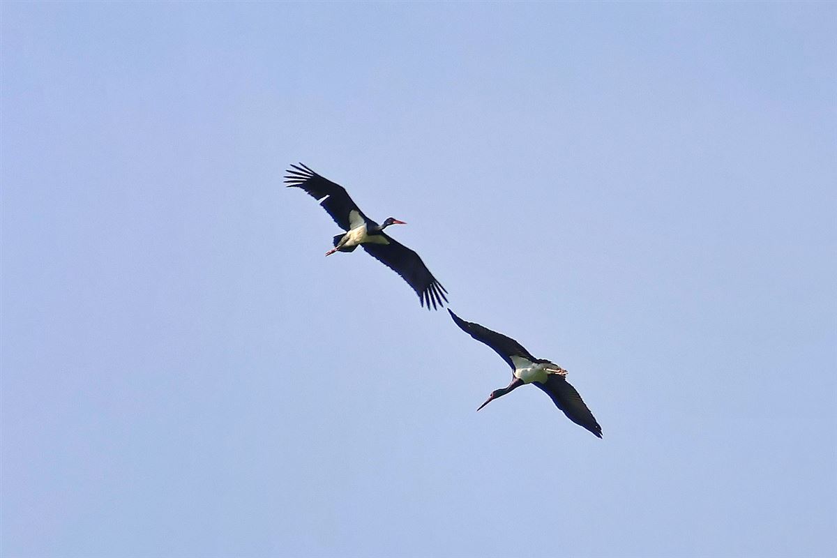 Black Stork