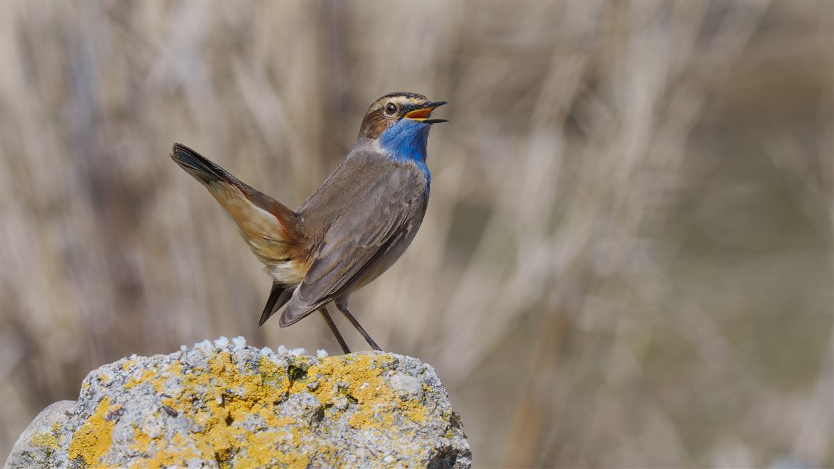 Bluethroat