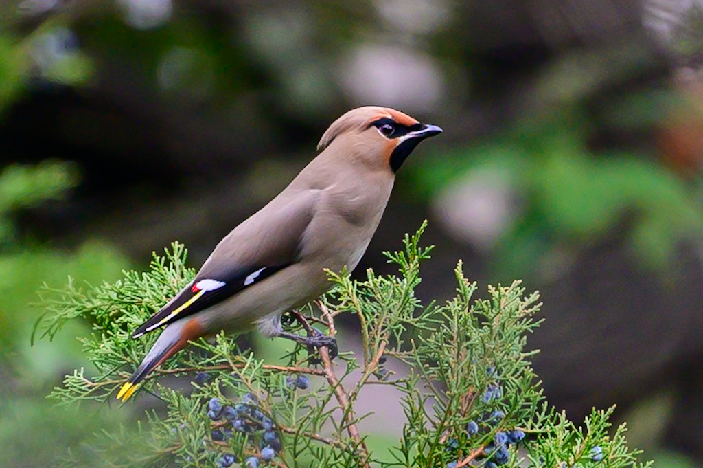 Bohemian Waxwing