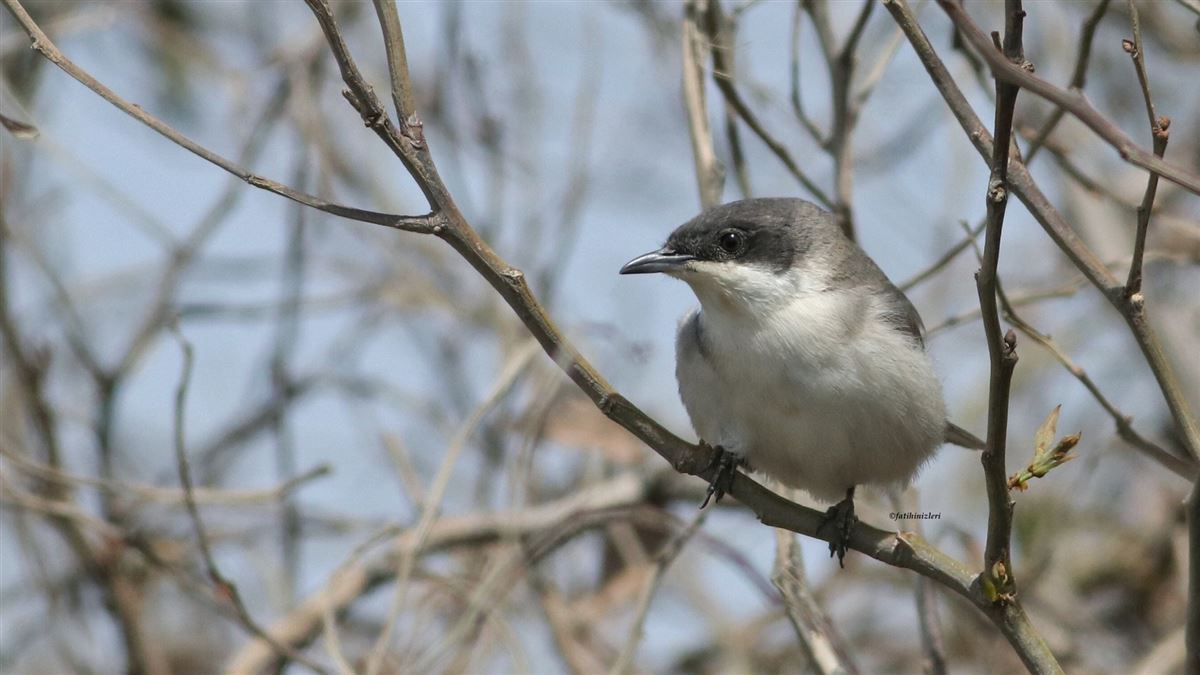 Eastern Orphean Warbler