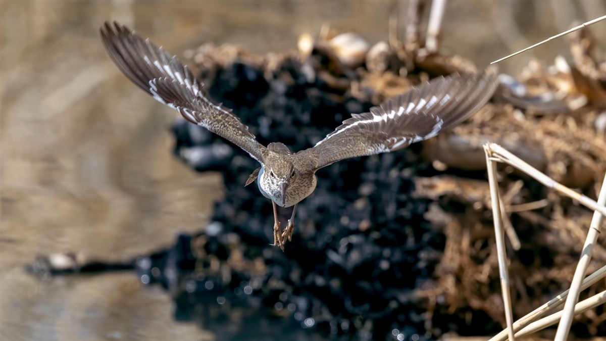 Common Sandpiper