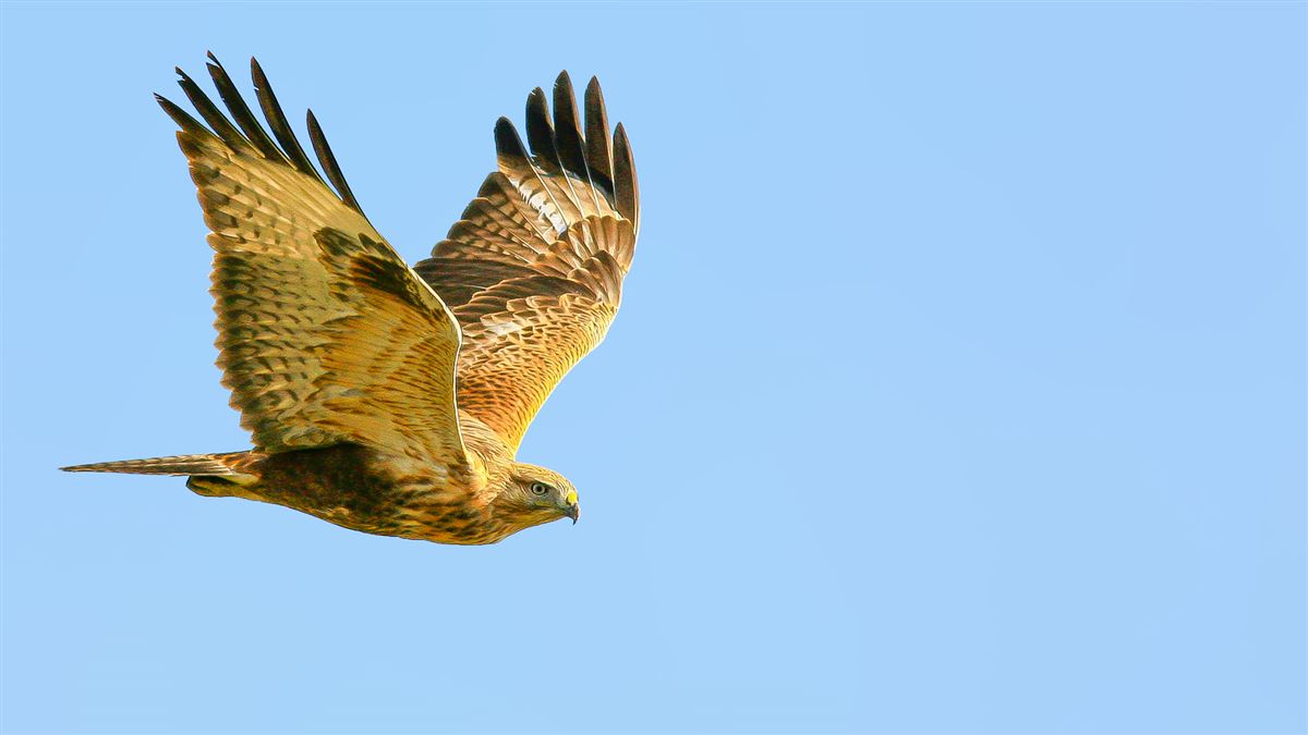 Long-legged Buzzard