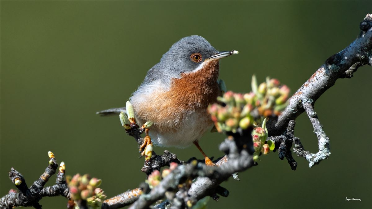 Subalpine Warbler