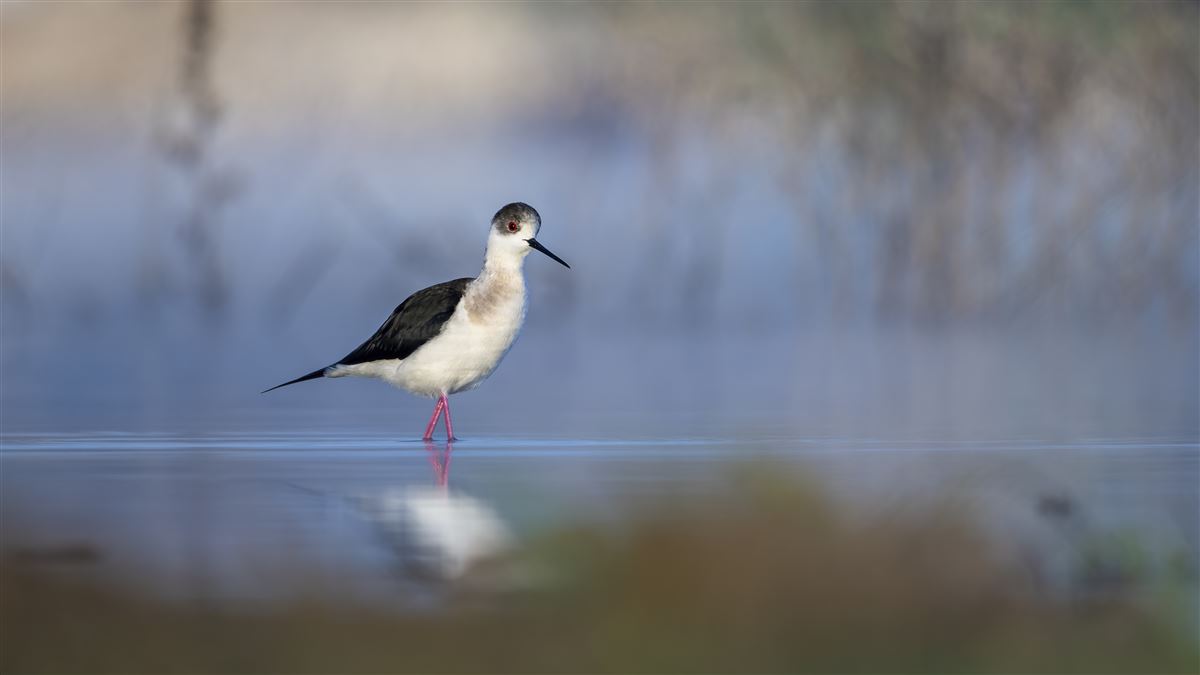 Black-winged Stilt