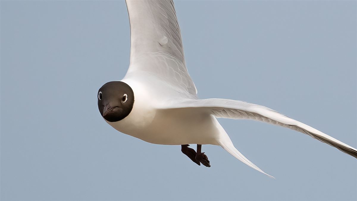 Black-headed Gull