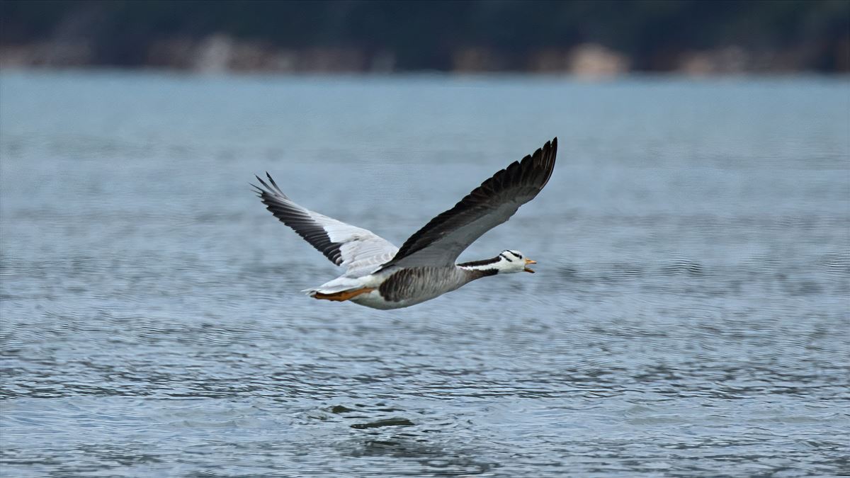 Bar-headed Goose