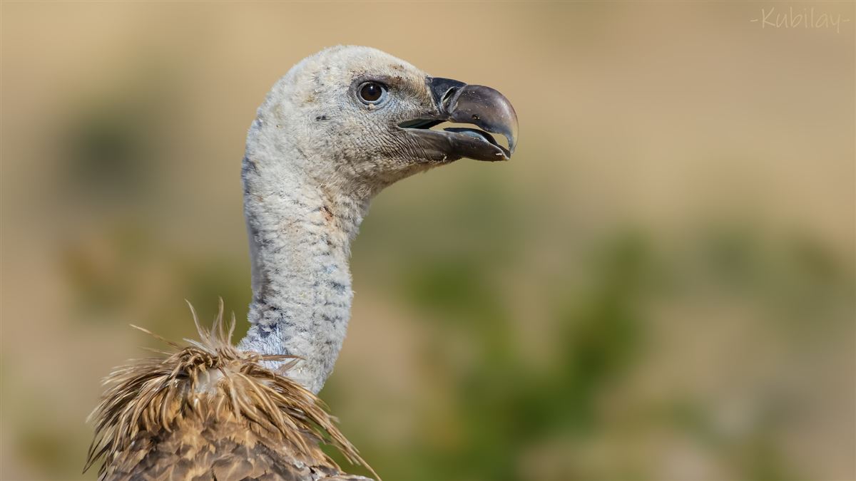 Griffon Vulture
