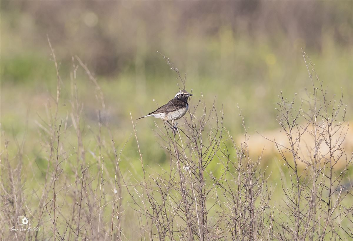 Cyprus Wheatear