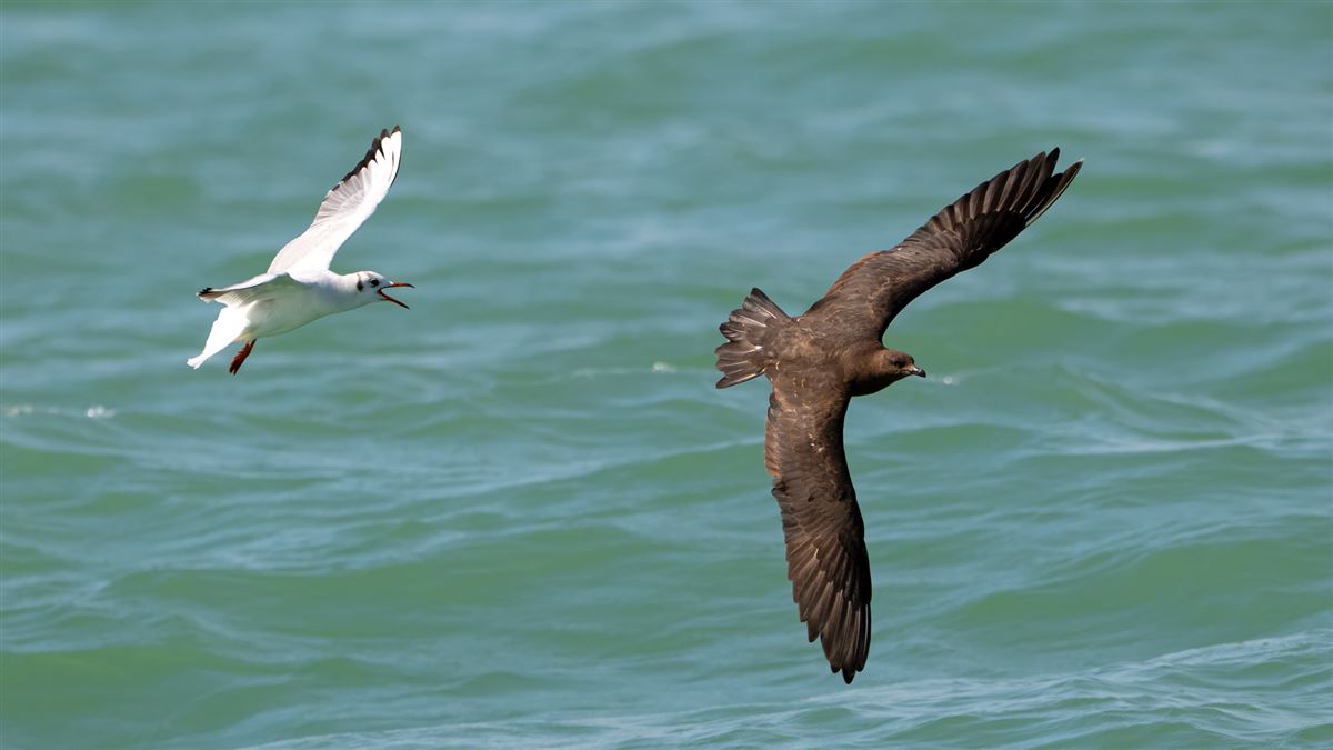 Parasitic Jaeger