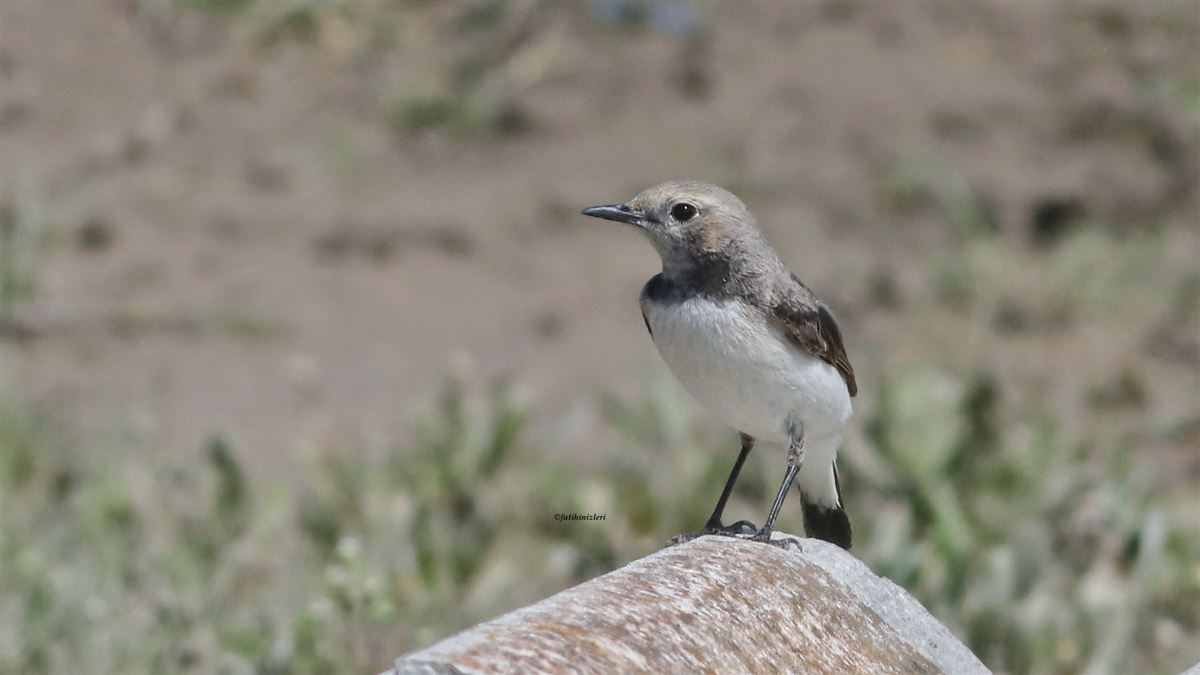 Finsch`s Wheatear