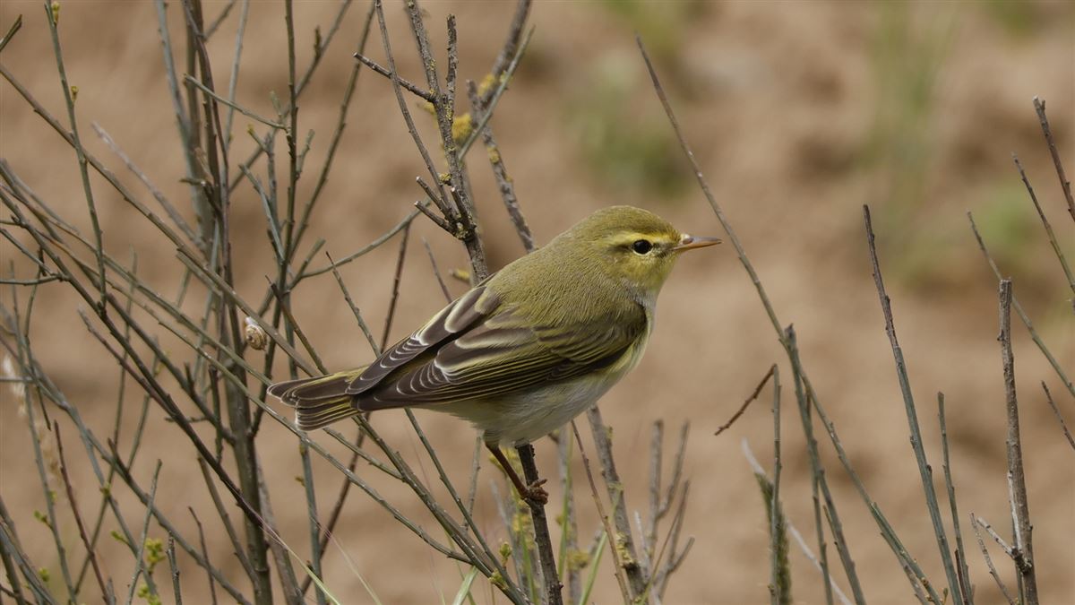 Wood Warbler